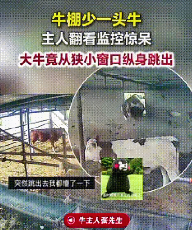 “万万没想到！”吉林公主岭，一名男子去牛棚喂牛时，发现少了一头牛，他着急忙慌的找来儿子查看监控，结果