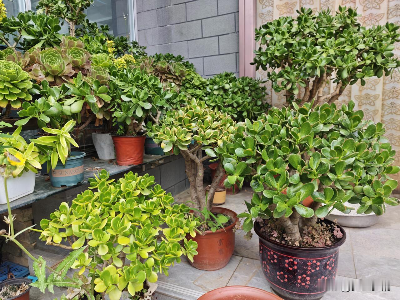 第一：就是缺水，如果玉树长期处于缺水状态，容易出现黄叶，时间久了就会落叶，这种情