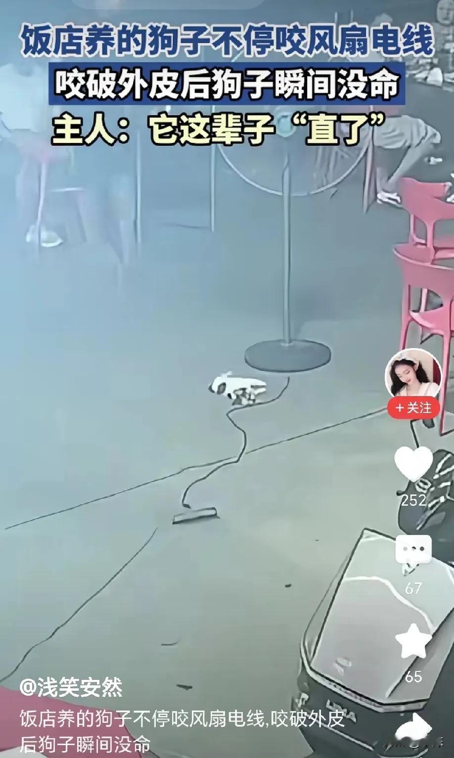 饭店养的狗狗闲的无聊，它不停的咬风扇电线，直到电线外皮被咬破，一阵火花之后狗狗瞬