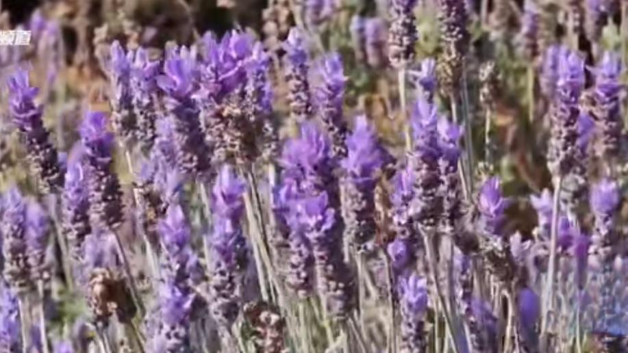 🔥昆明紫色预警！薰衣草渐入佳境免费打卡正当时。昆明薰衣草陆续绽放，滇池畔紫曰