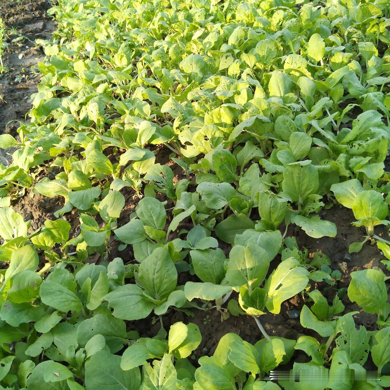 哪些蔬菜易招病虫侵害?单说当下露地栽培的在田的蔬菜。毛白菜，白婆菜，娃娃菜，