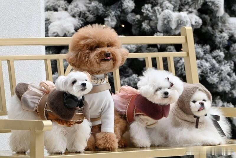 主人吵架狗狗心碎！研究发现：毛孩子会主动安慰弱势家庭成员海外新鲜事狗狗不仅是家