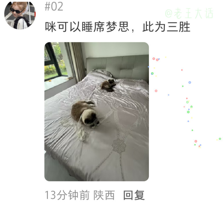 感觉猫咪就是小版的老虎，真的又可爱又酷的