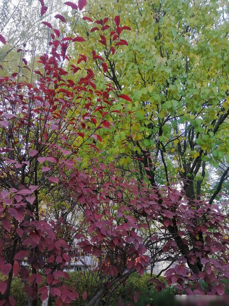 昨天我去把职工医保停了，换成每年交400的居民医保。居民医保报销比例没职工医保高