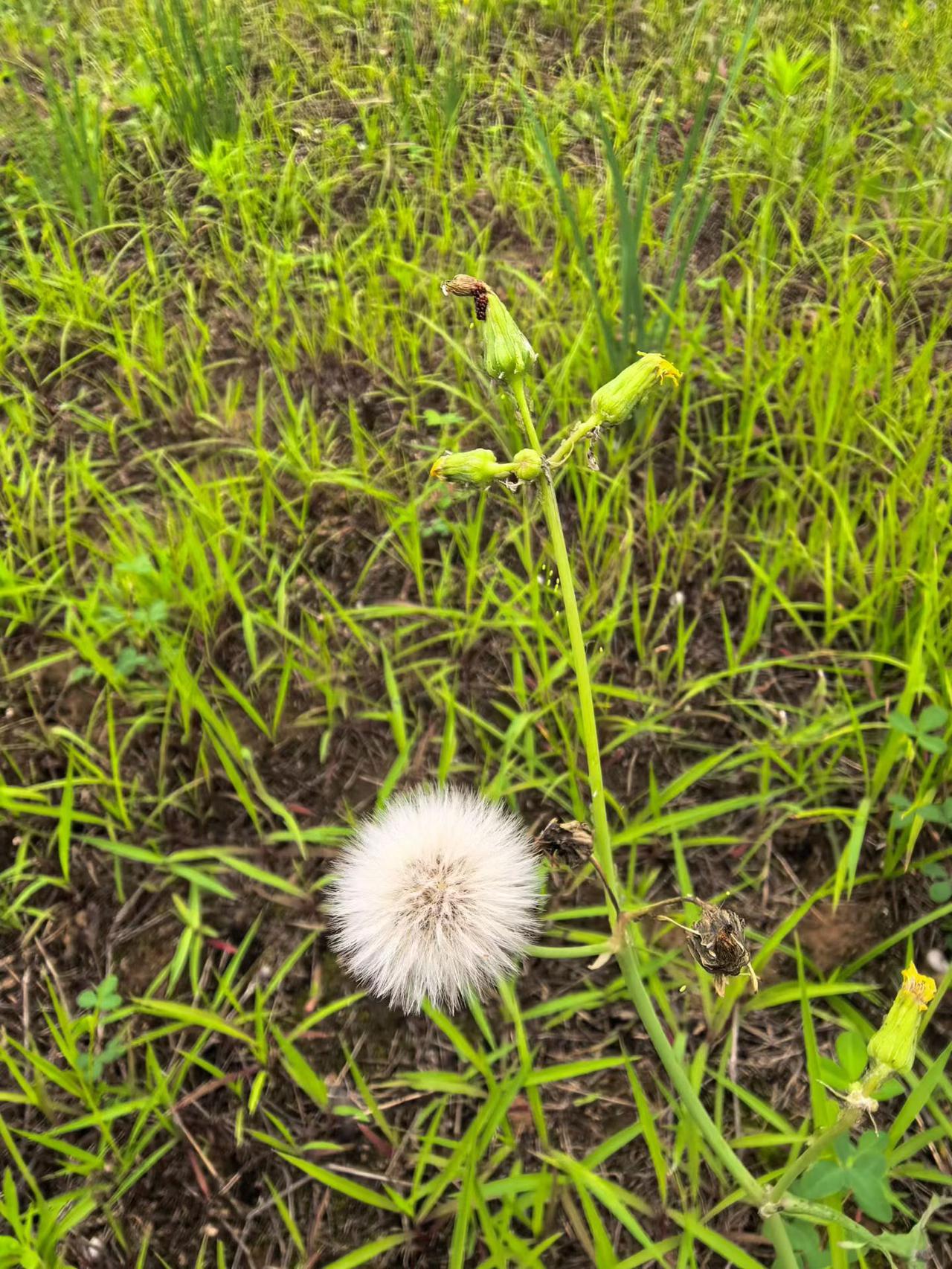 真心话茶局风里带着草木的清香，蒲公英攒着待发的小伞，一片黄叶悄悄预告着季节的脚步
