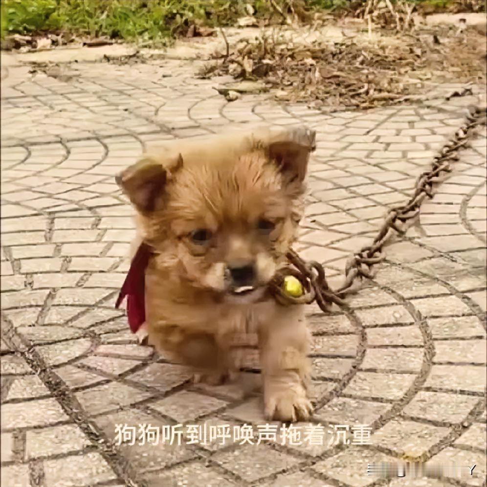 在郊外的一条小径上，一只小狗被沉重的铁链束缚着，每迈出一步都异常艰难。那铁链