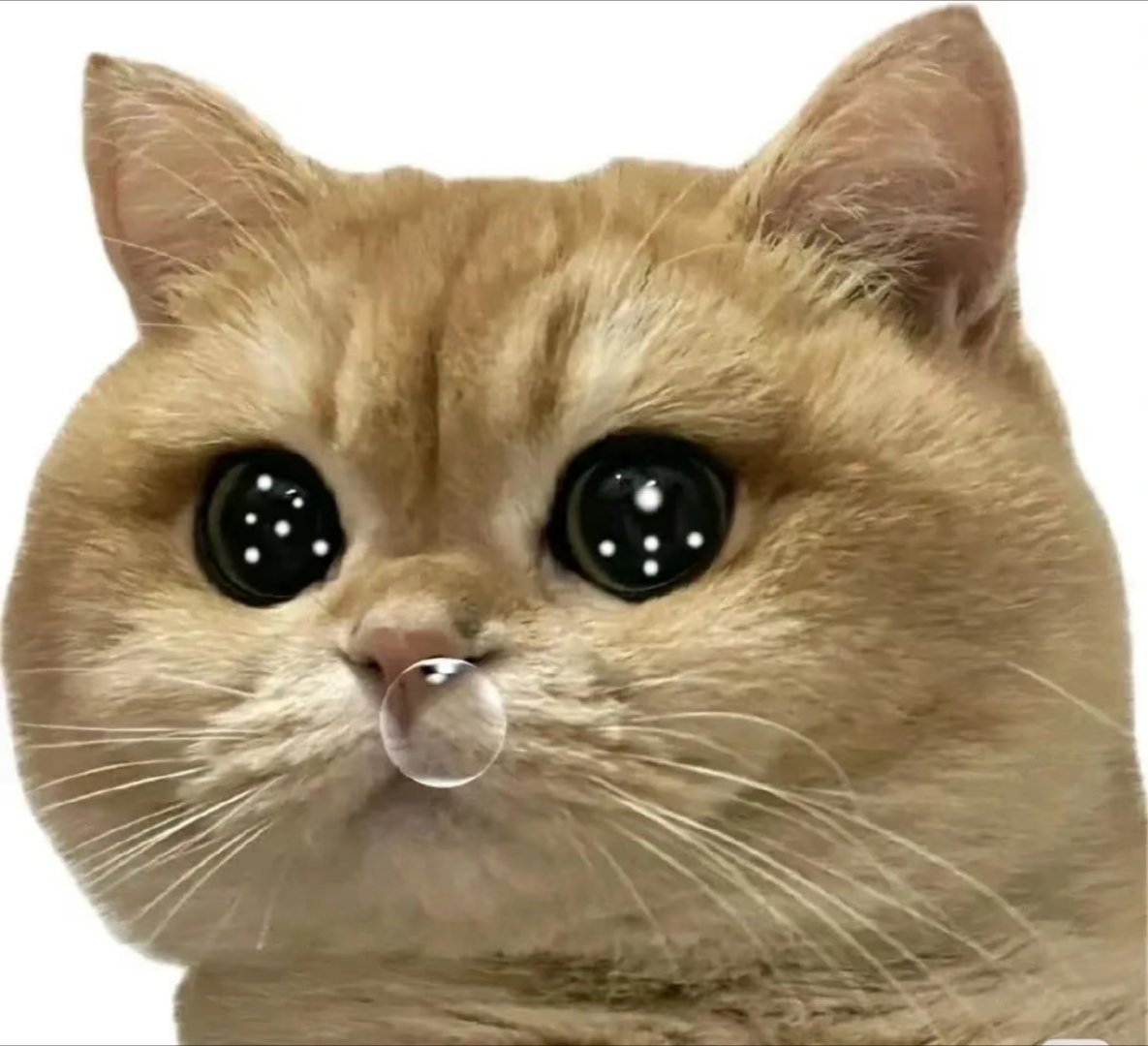 大喜事，大喜事！快来吃🍉喜事就是冷喜了，我🔑翘翘了