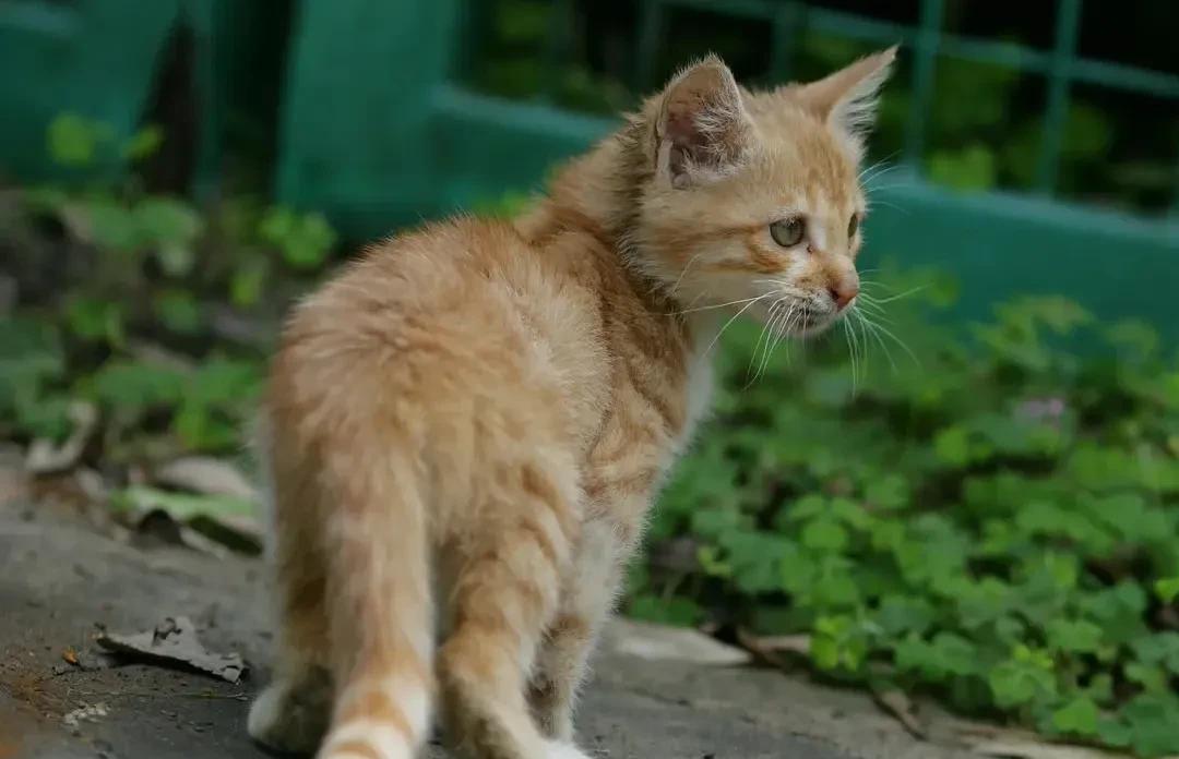 家里养宠物的，喜欢流浪猫的，确实要注意了……河南11岁男孩，经常与自己家的猫咪