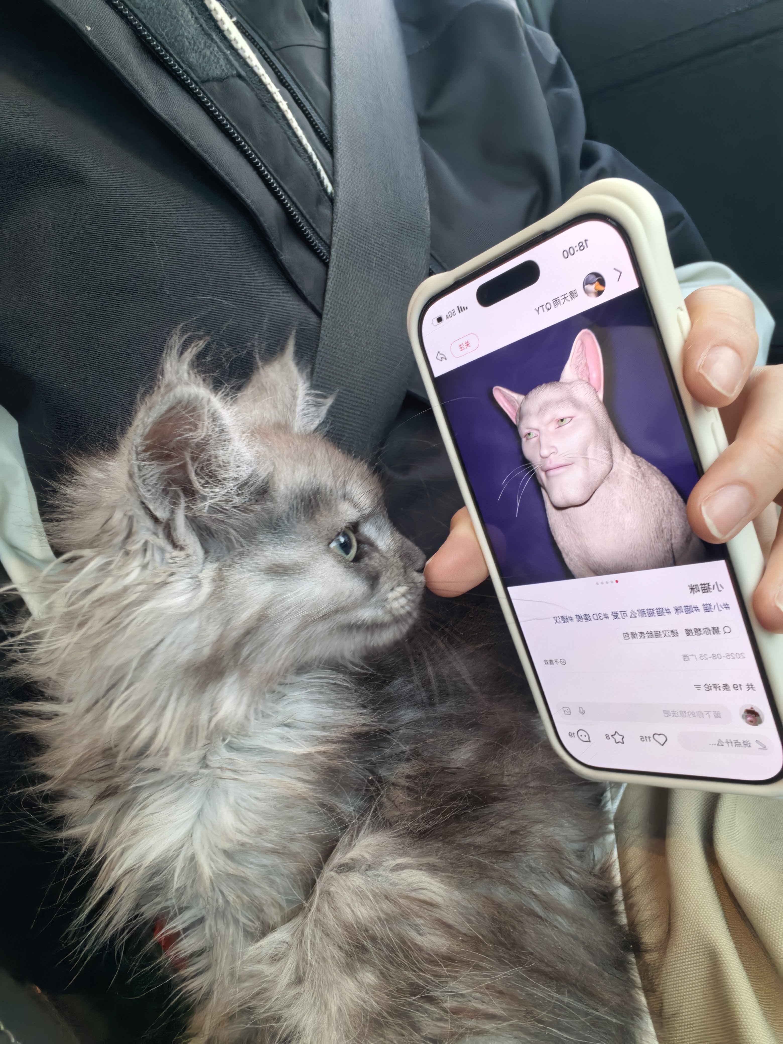 他俩长的像是什么鬼小猫多可爱啊