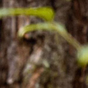 种植松茸（学名Tricholomamatsutake），种的是一份与自然博弈的