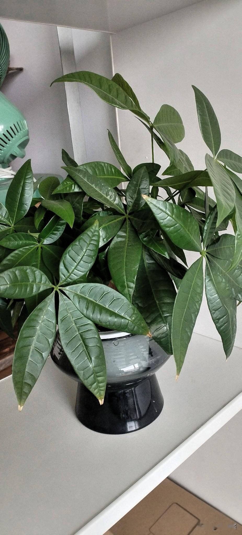 当我刷到买避孕套、避孕药得依法缴增值税了，我笑了，感觉没有必要，有以下几点原因：