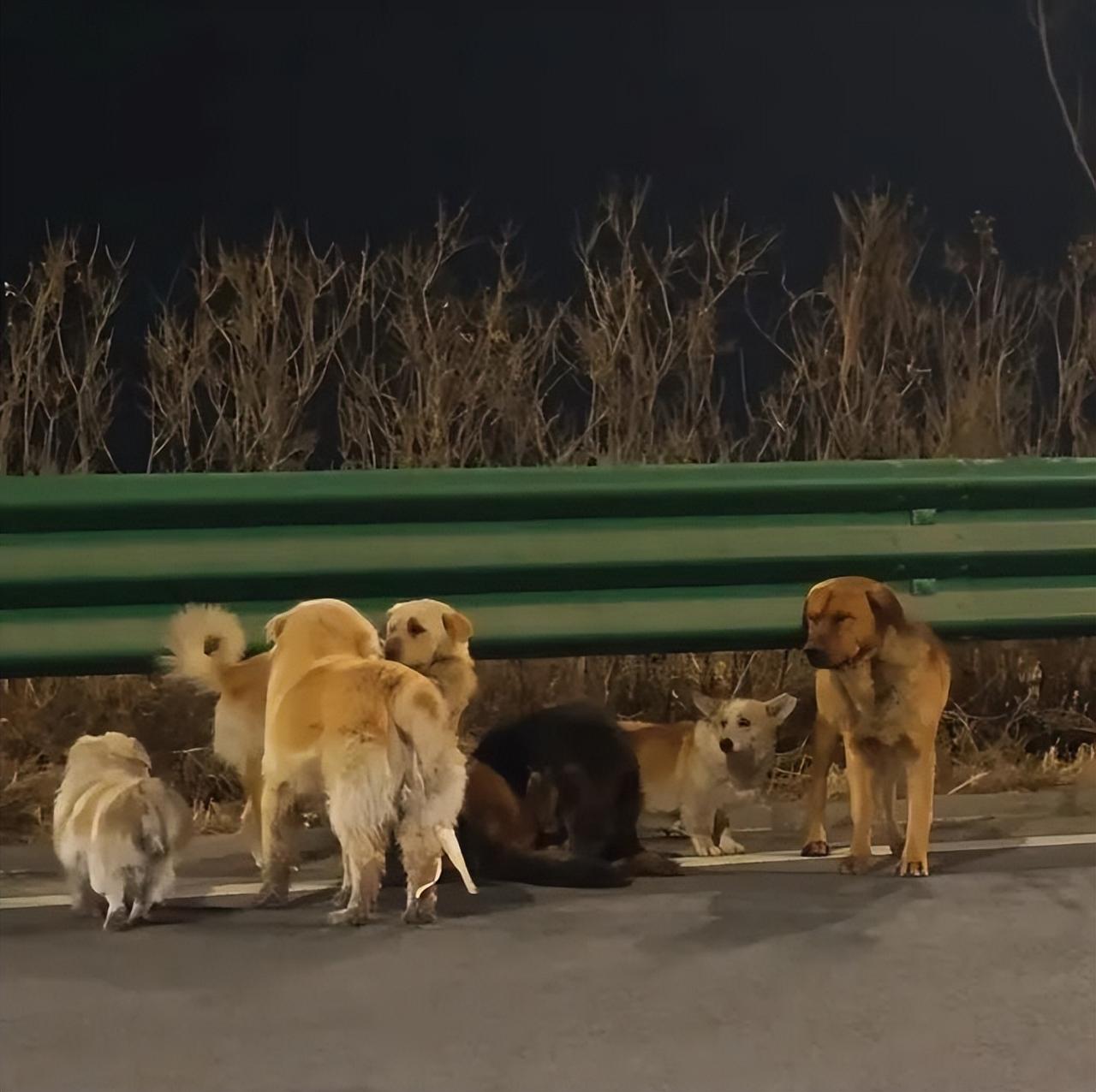 结伴走17公里回家的狗狗里，最让我感动的是那只柯基！它的名字叫大胖，在整个行程中