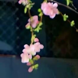 0000小麦的种植方法如下：一、选种与播种：选择颗粒饱满、抗病性强的小麦品种。播