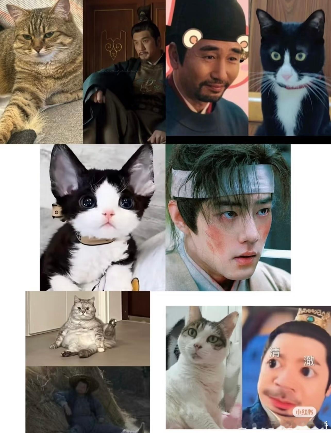 藏海传的猫猫大聚会哈哈哈哈哈哈哈哈哈，那个“我们家的猫长得像赵秉文”还真蛮像的藏