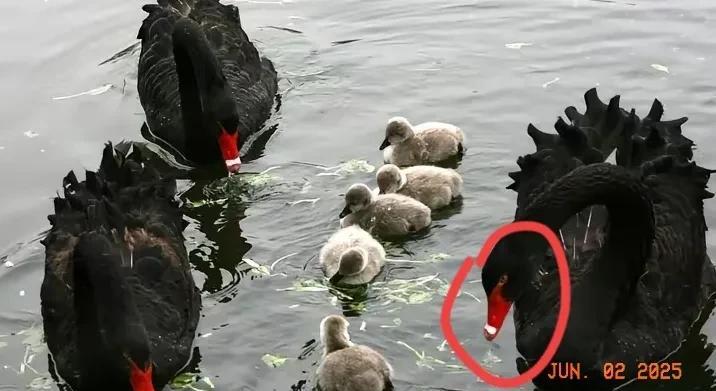 杭州湿地现“天鹅离婚案”！原配绝食3天，游客组团骂“渣鹅”一对相伴5年的疣鼻天