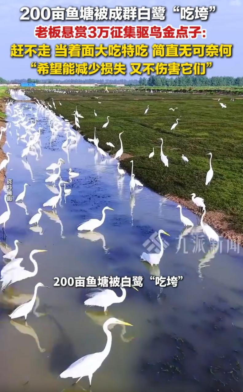 这是真没招了！浙江湖州，一男子弄了200亩鱼塘，没成想却给别人做了“嫁衣”，一个