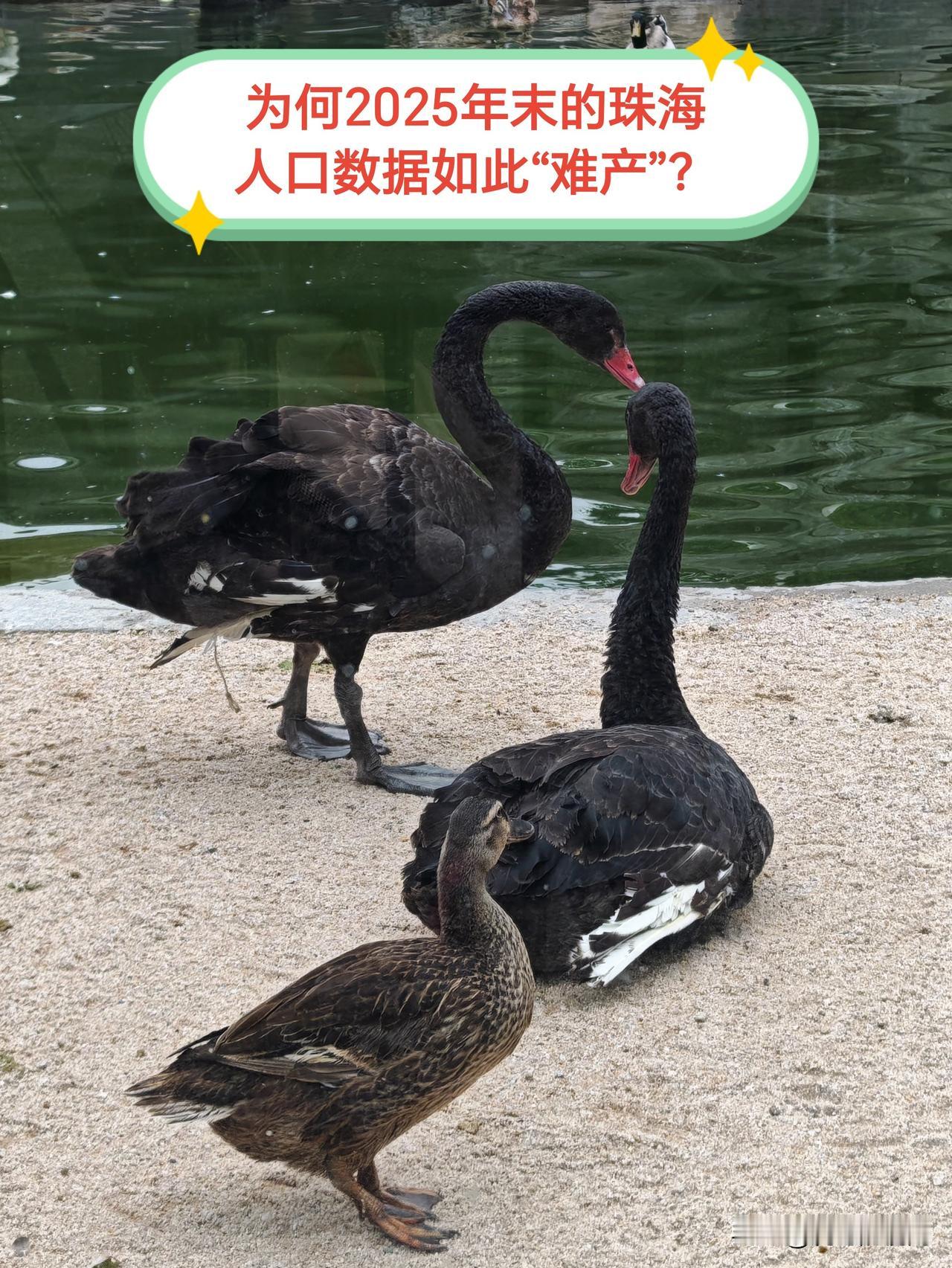 珠海2025年的人口数据为何这般“难产”？截至目前，2025年末广东各市的常住人