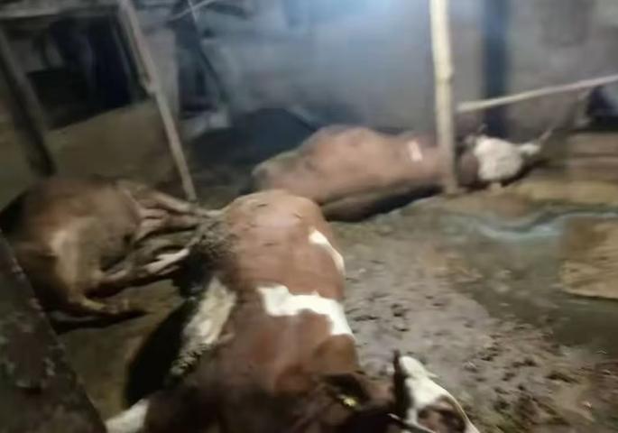 贵州，男子是养牛大户，贷款20万买的16头牛全部死了。他本以为是意外，又贷款20