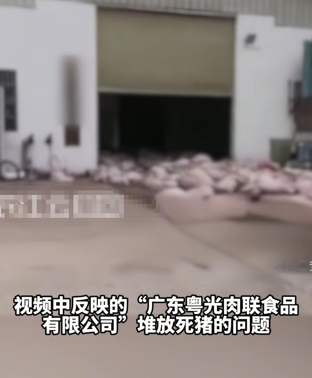 难怪这两天整个罗定的猪肉都烂市了罗定这家肉联食品厂门口堆放了这么多死猪,不给一