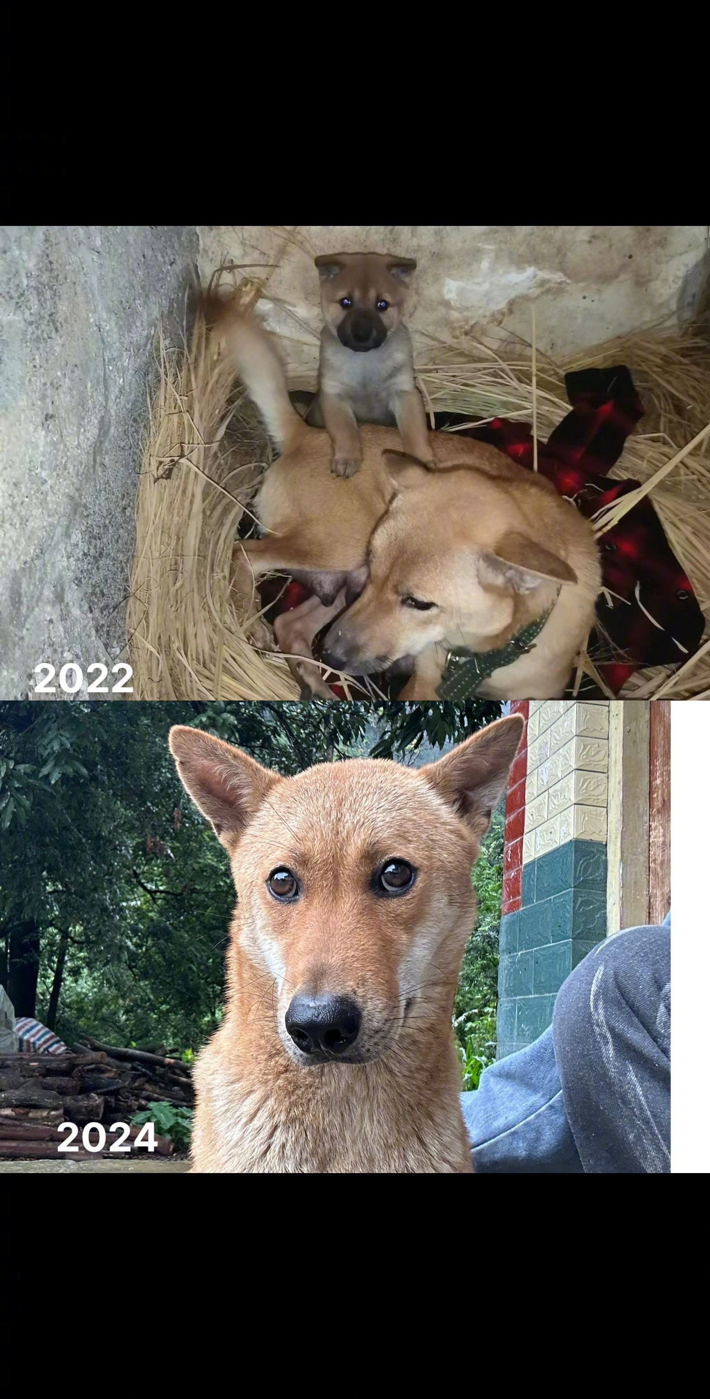 其他都变了，那个小眼神沒变！狗狗营养品可以考虑京东！