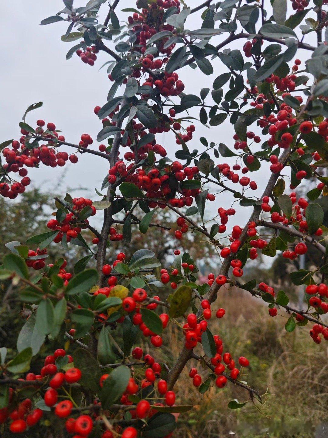 你们有谁吃过这个，我看没人知道这是啥吧！是不是只有我们大四川才有的！很好吃的，野