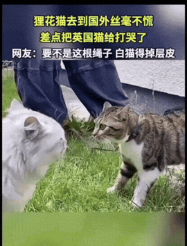 一只狸花猫被主人带去了英国，第二天主人就急着带它出门遛弯。刚踏出家门，就撞见邻居