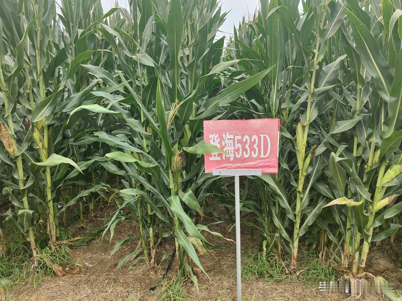玉米种植季数和时间,你了解吗?玉米喜欢高温强光照，生育期一般在90～140天。我