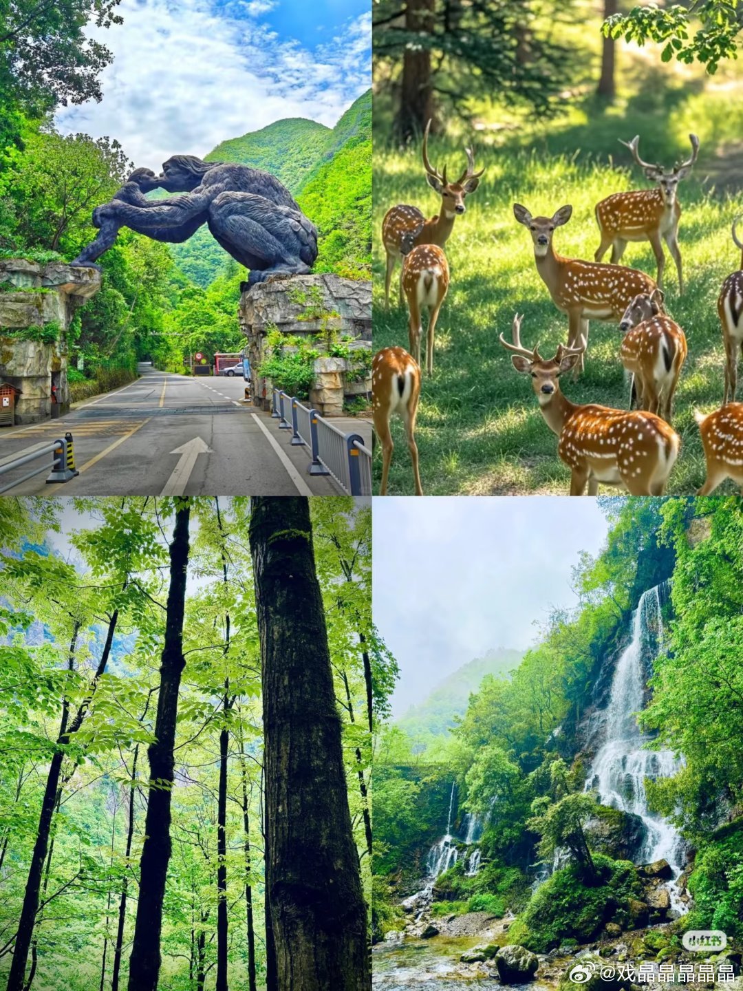 来做神龙架旅游攻略了，神秘的北纬31°​​​