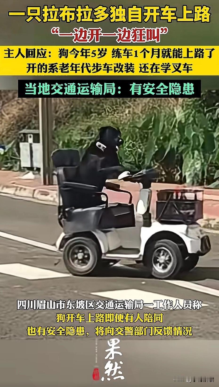 狗会开车了！？？[捂脸哭]人间奇闻。还居然是个真事儿，据说是当地的一个网红狗，学