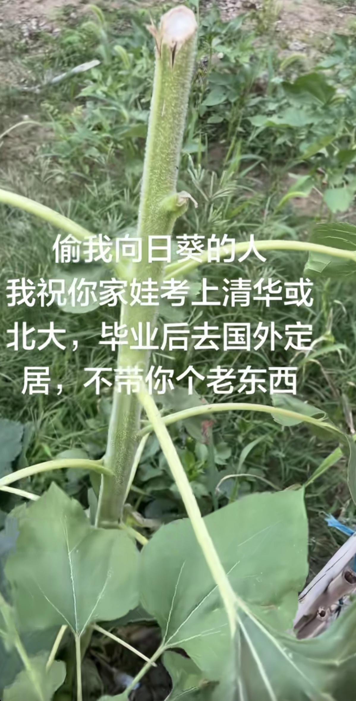 骂人都不带脏字的。高考那几天，有人种的向日葵被人偷了。他不吵不骂，只是发出了一