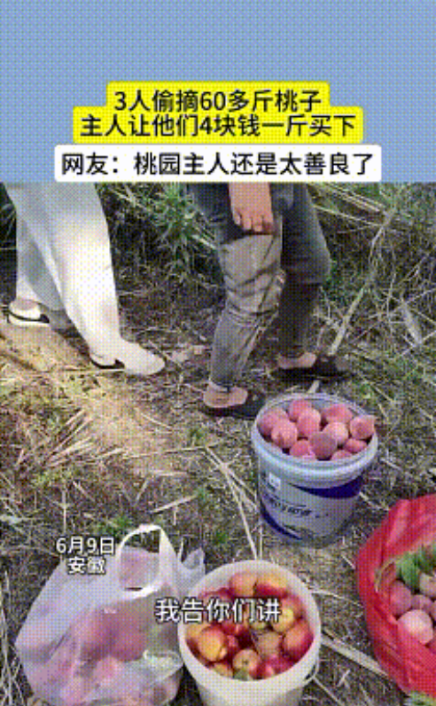 偷鸡不成蚀把米！6月9日，安徽，桃园主人发现自家的桃子总是被人偷，恰巧今天主人没