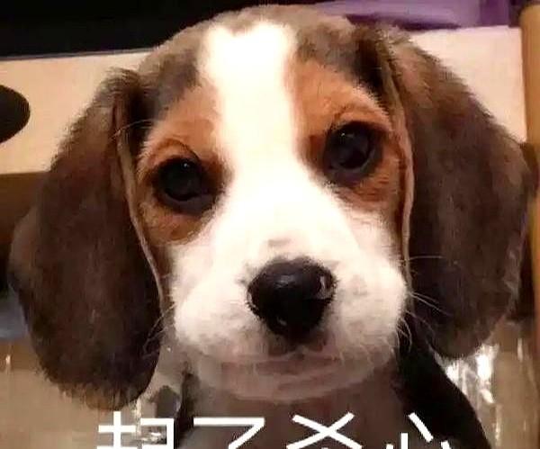 去年八千万，今年三个月没戏拍。不是没人找，是没人敢找。片酬砍到一千五百万，平