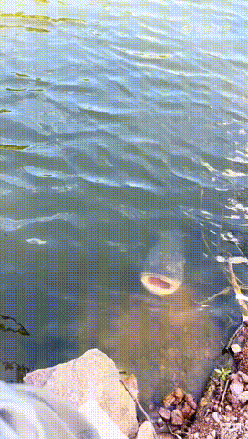 原来鱼真的会嘲讽钓鱼佬！鱼：人你真好，天天来给我们喂吃的！