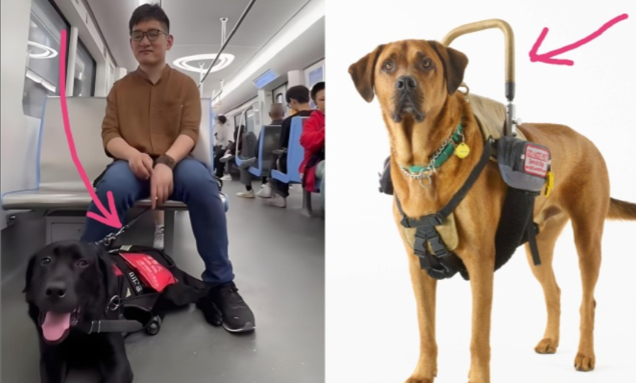 盲人进博物馆可以，但不能带导盲犬。首先，一个问题，盲人有没有权利，该不该进博