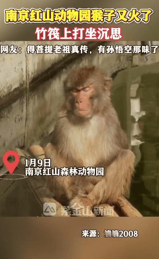 “彻底解释不清了！”一女子到南京红山动物园游玩，看到其他游客围在一起像是被什么东