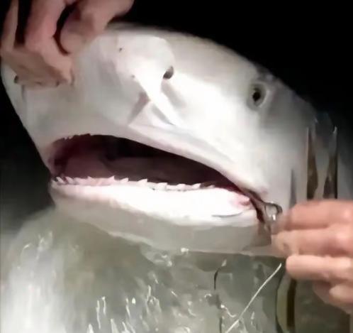 1996年，一位意大利女潜水员在巴哈马海底，帮一条大鲨鱼拔掉嘴里的钢钩，正准备离