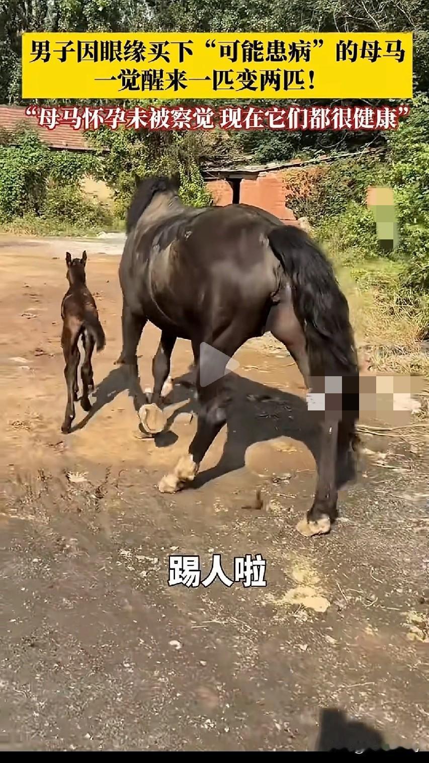 淄博男子买“病马”悉心照料,清晨推门收获生命惊喜10月25日清晨,山东淄博