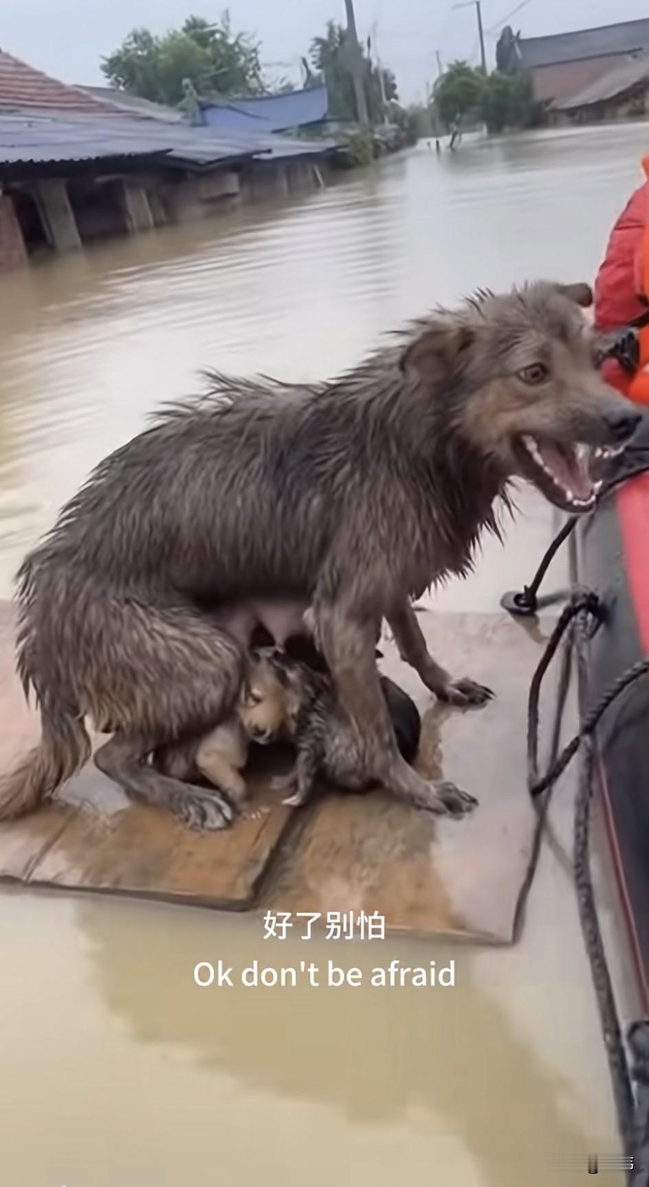 母爱真的好伟大！一只流浪狗妈妈在洪灾中不顾一切把两只狗宝宝叼上了了一块门板上，自