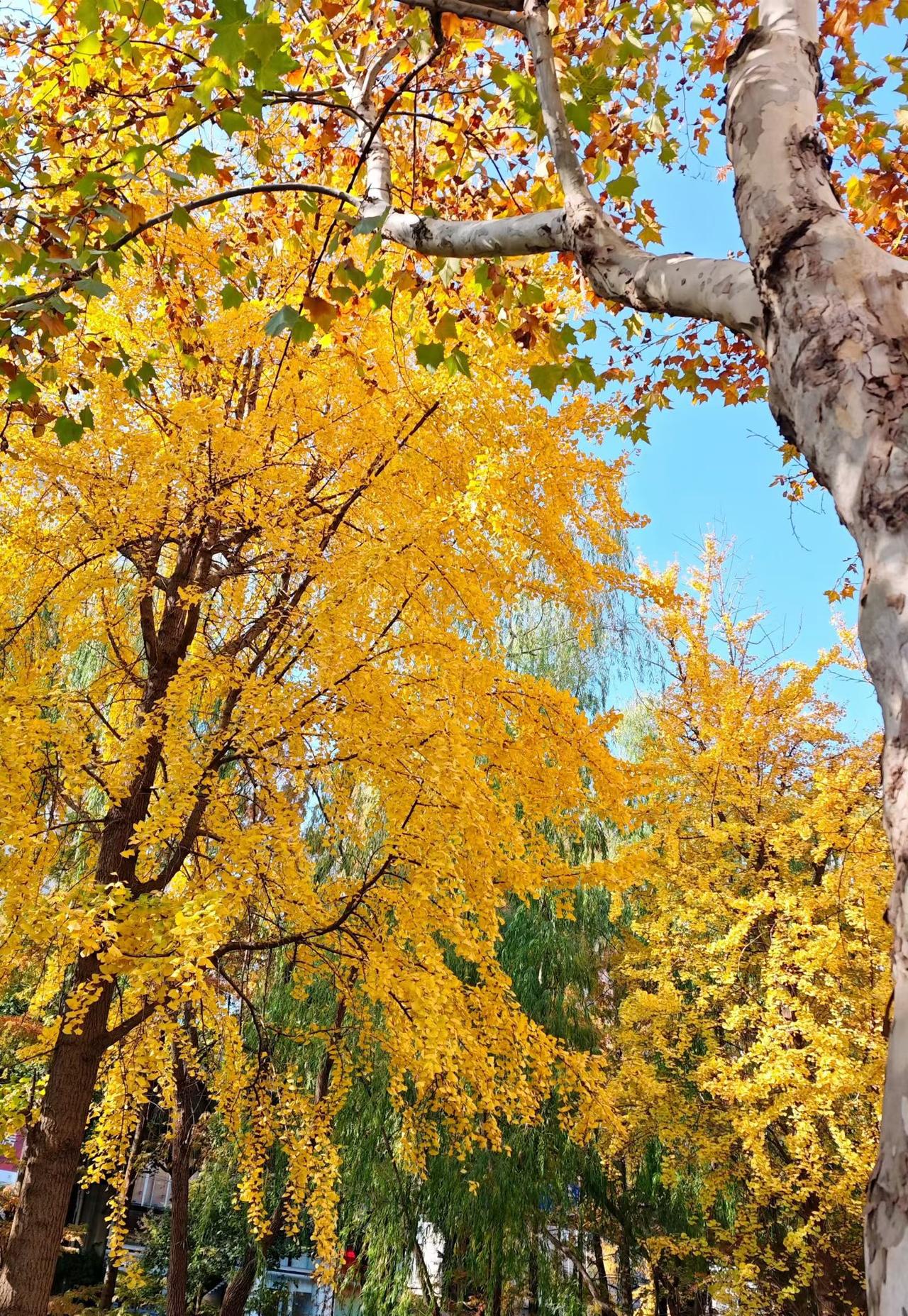 秋意渐浓，金黄满树，漫步在秋天的街道上，感受大自然的美好。