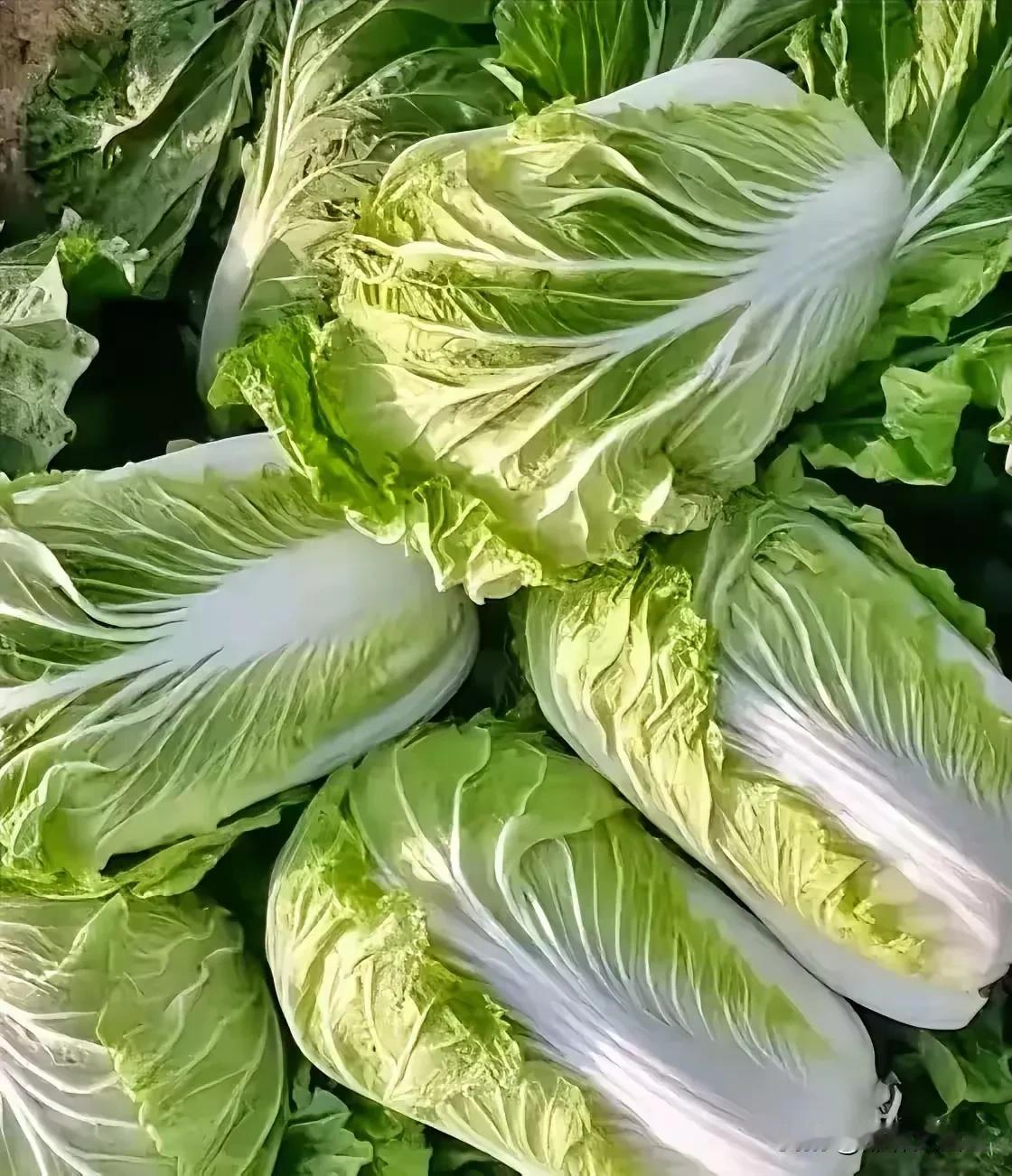 白菜是越来越贵，奉劝大家不要再等了，赶紧多买点囤起来！今天去市场买菜，听说白