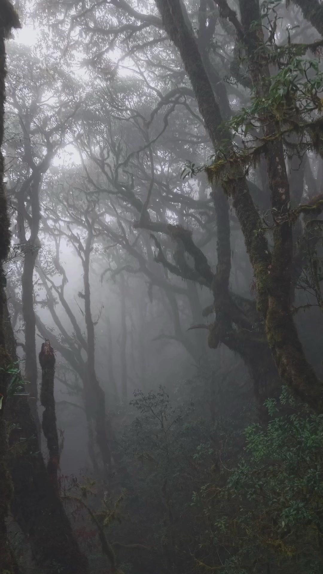 在哀牢山的清晨，推开窗就是云雾缭绕的山景，像闯进了水墨画里。阳光透过云层洒下来，