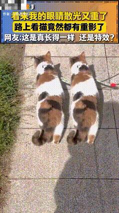 太可爱了！上海，两只三花猫长的极其相似，无论是神态、步伐、动作都十分相似，网友：