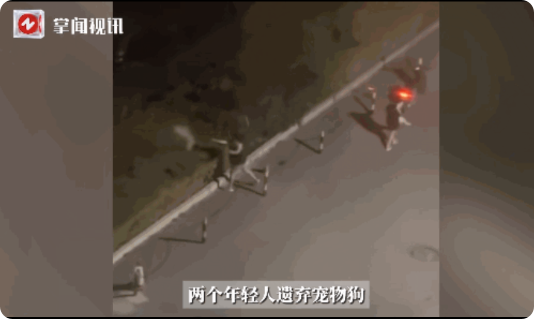 “太缺德了！”7月8日，甘肃兰州，一对情侣在半夜一点骑着电动车带着一只小白狗，下