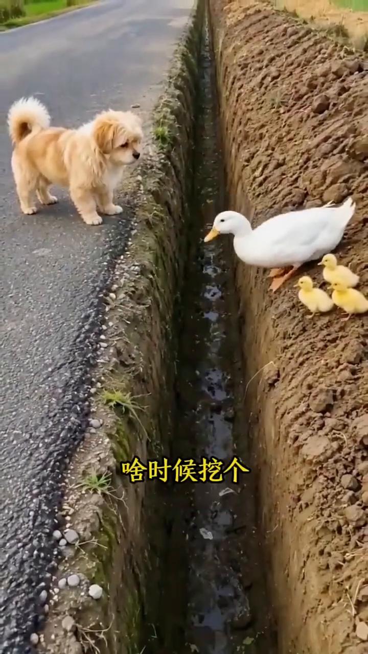 聪明的狗狗。老铁们看看，一只大鸭子领着三只小鸭子过这个沟，大鸭子一下就飞过来了