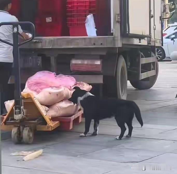 湖北孝感某超市搬运工卸猪肉，狗凑上来直接啃！他看见了没制止，店长：头都气炸了，3