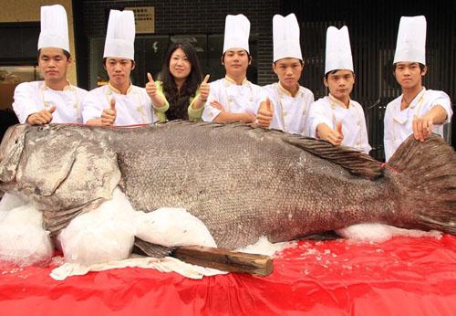 2013年，南沙群岛一位渔民出海捕鱼，意外捕到了一条683斤的巨型石斑鱼