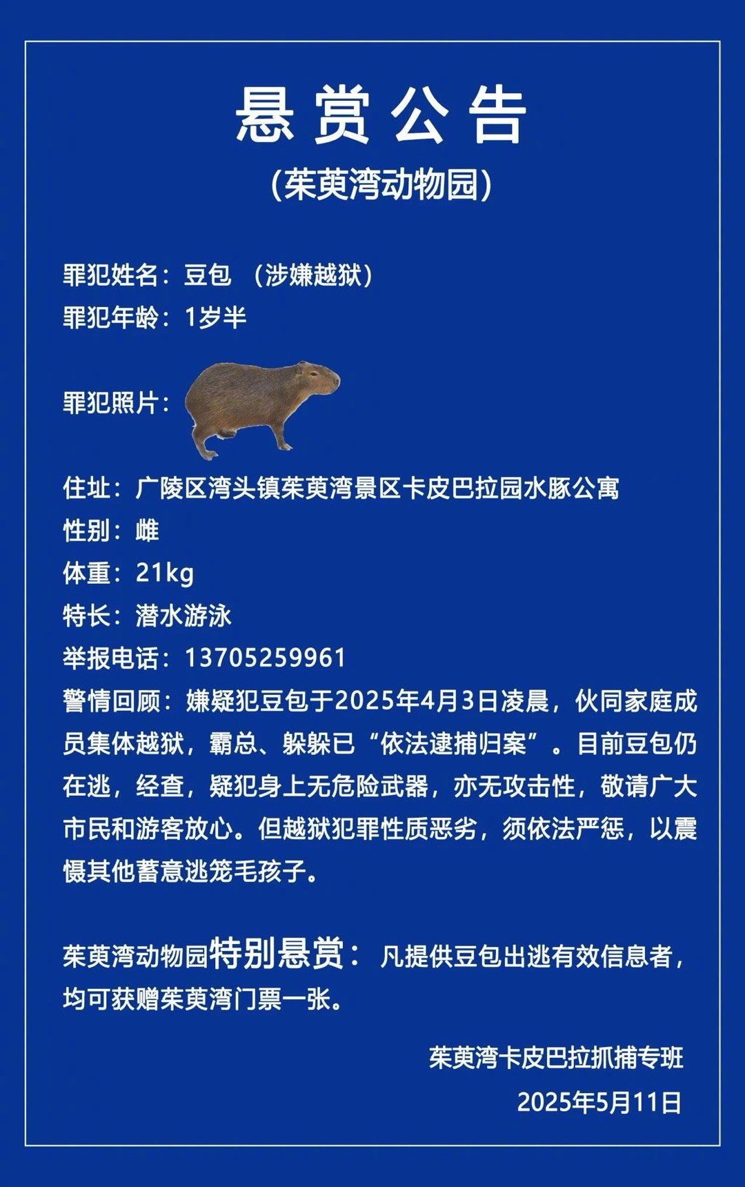 【#动物园一岁半卡皮巴拉越狱近40天#】#动物园悬赏越狱在逃卡皮巴拉豆包#5月
