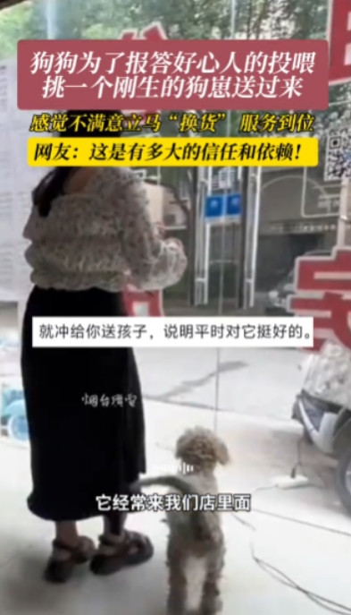 “太有灵性了！”江苏，女子开店时看到附近有一只流浪狗，没事就会投喂一些食物，可令