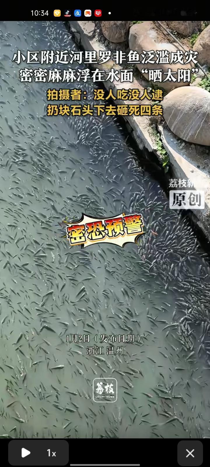 1月2日，温州市苍南县。网友晒视频称，小区附近河里的罗非鱼泛滥成灾，密密麻麻浮在