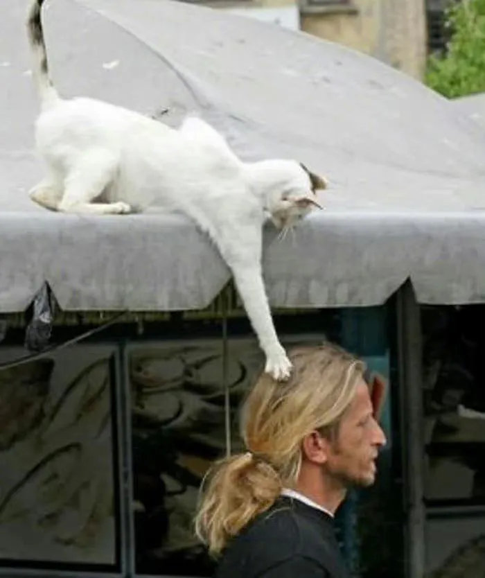 咦，这只猫咪怎么这么调皮呀！